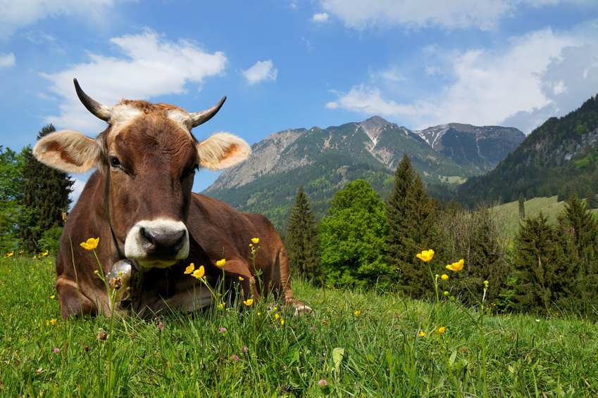 Lire la suite à propos de l’article Retour des Alpages en Haute Savoie